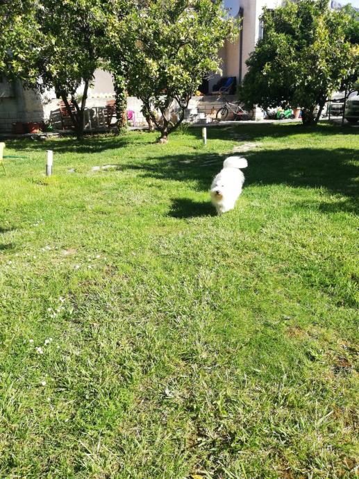 Coton de Tulear, muzjak za paranje