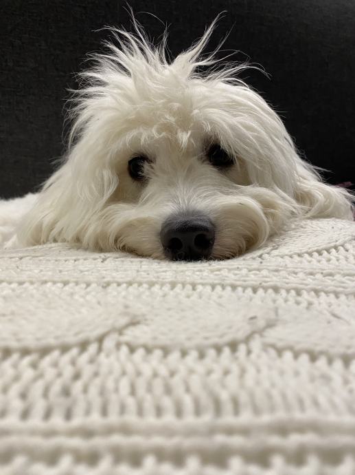 Coton De Tulear mužjak za parenje
