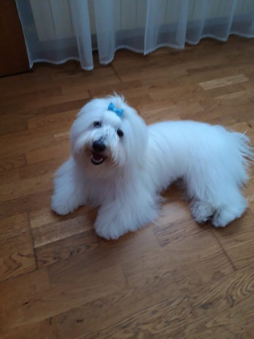 Coton de tulear (parenje)