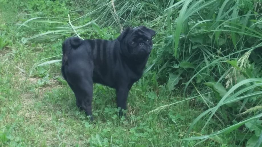 Mops crni slobodan za parenje