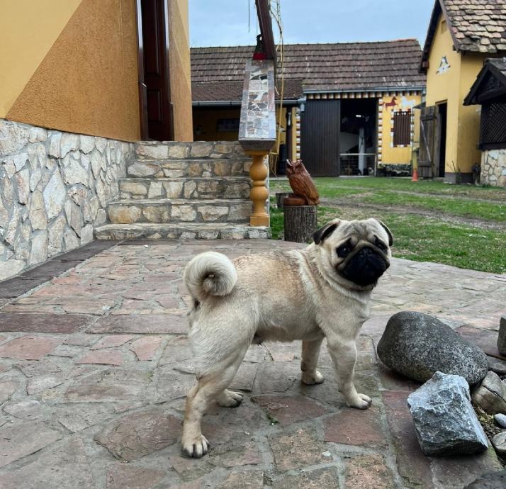 MOPS MUŽJAK ZA PARENJE