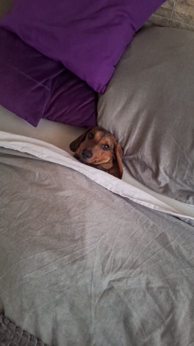 Patuljasti Jazavčar za parenje