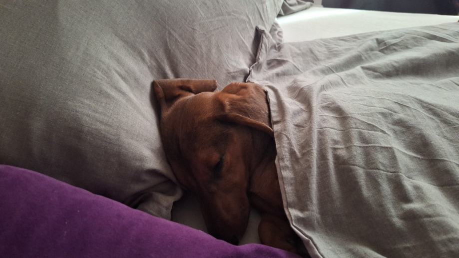 Patuljasti Jazavčar za parenje