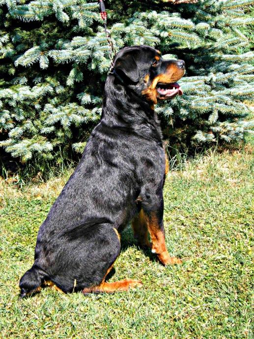 Max The Rottweiler Rottweiler Max