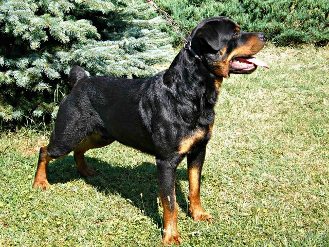 Max The Rottweiler Rottweiler Max