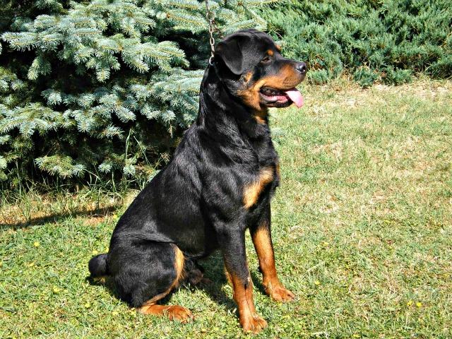 Max The Rottweiler Rottweiler Max
