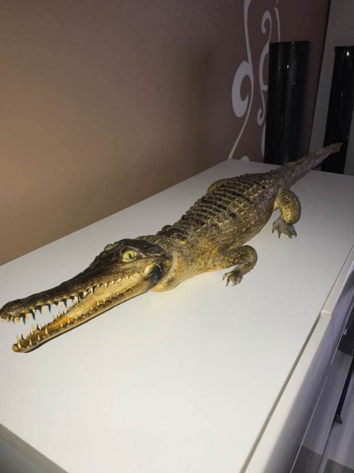 Preparirani krokodil-aligator 80 cm