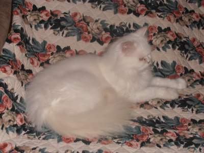 Bijela perzijska mačka s plavim očima-HITNO 500kn