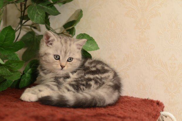Britanski mačići whiskas blac silver tabby