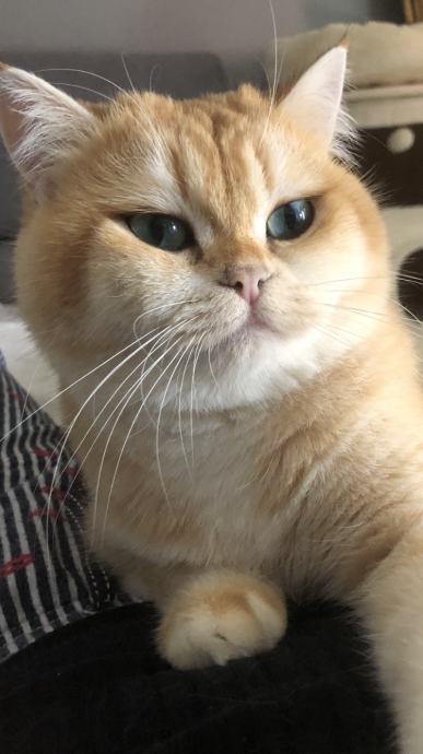 British longhair and shorthair cats Posebna ponuda uzgajivacnice