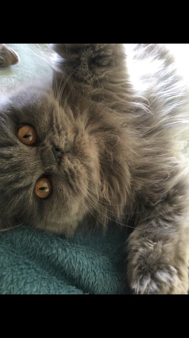 British longhair and shorthair cats Posebna ponuda uzgajivacnice