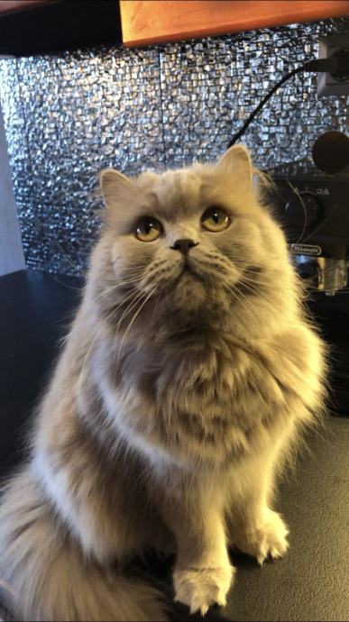 British longhair and shorthair cats Posebna ponuda uzgajivacnice