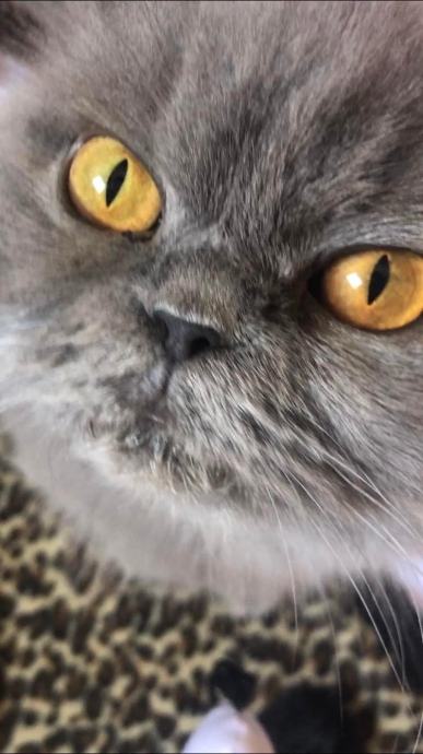 British longhair and shorthair cats Posebna ponuda uzgajivacnice
