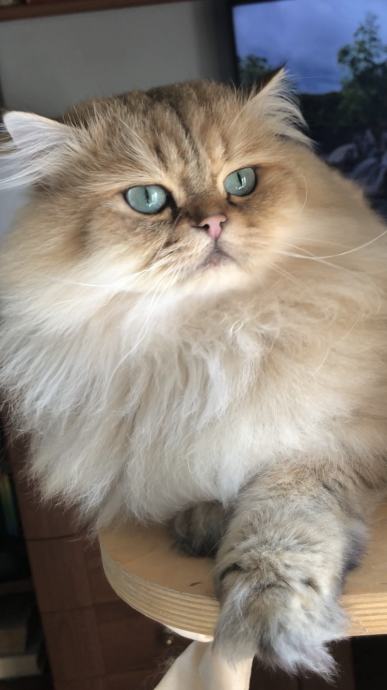 British longhair and shorthair cats Posebna ponuda uzgajivacnice