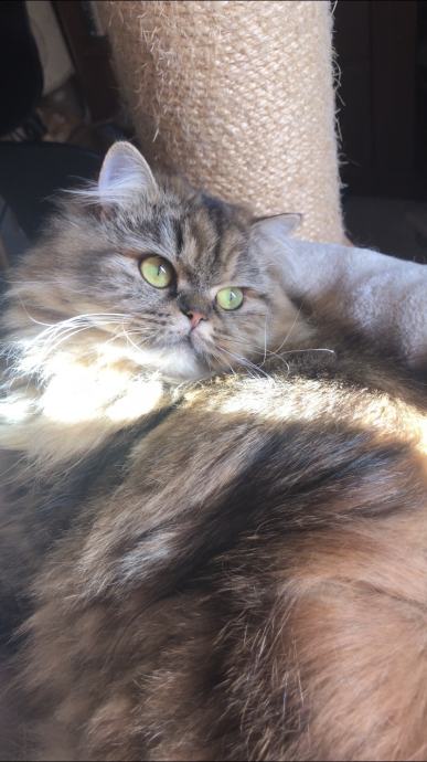 British longhair and shorthair cats Posebna ponuda uzgajivacnice
