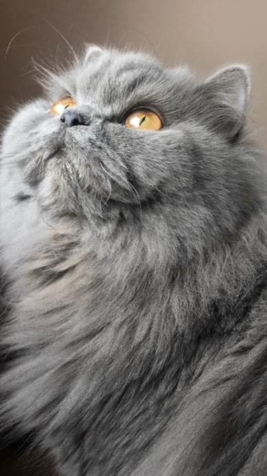 British longhair and shorthair cats Posebna ponuda uzgajivacnice