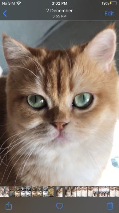 British longhair and shorthair cats Posebna ponuda uzgajivacnice