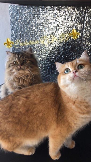 British longhair and shorthair cats Posebna ponuda uzgajivacnice