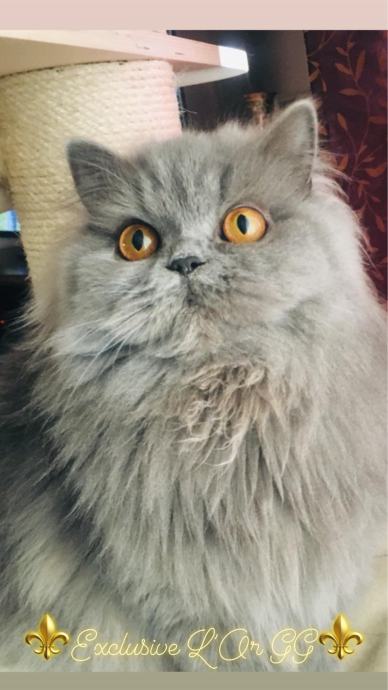 British longhair and shorthair cats Posebna ponuda uzgajivacnice