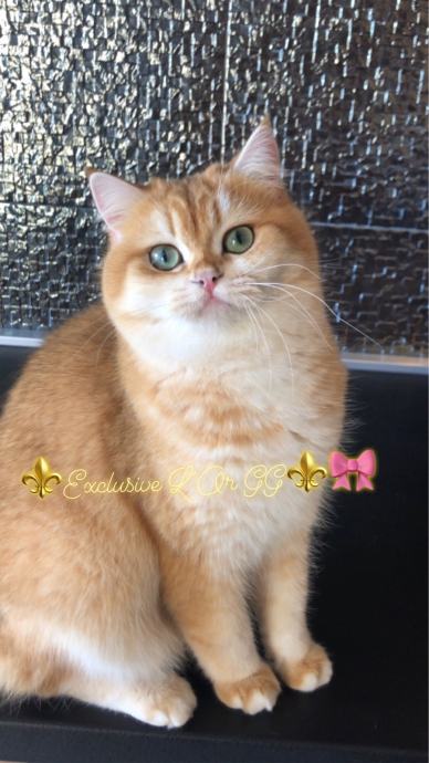 British longhair and shorthair cats Posebna ponuda uzgajivacnice