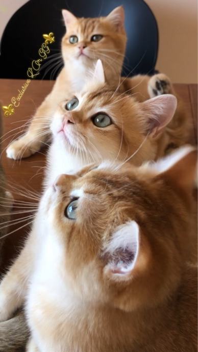British longhair and shorthair cats Posebna ponuda uzgajivacnice