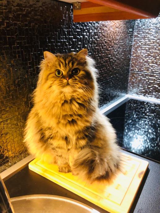 British longhair and shorthair cats Posebna ponuda uzgajivacnice