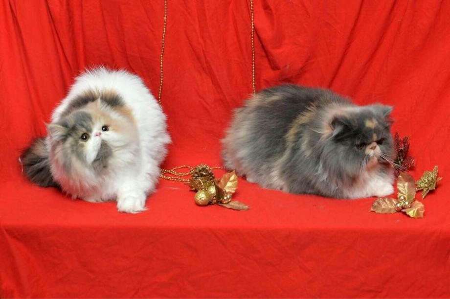 Perzijski mačići / mace