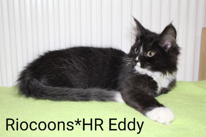 Riocoons*HR Eddy  Maine Coon