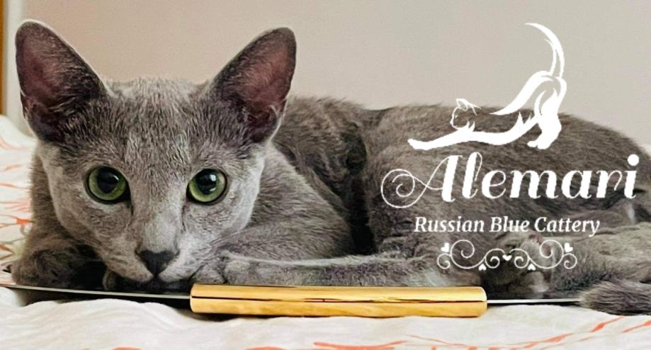Ruska plava mačka s rodovnicom (ruski plavi mačići)