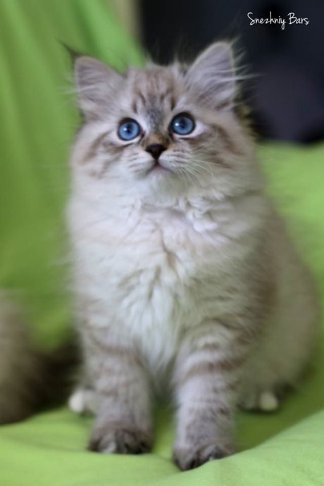 Sibirska mačka - Neva Masquerade
