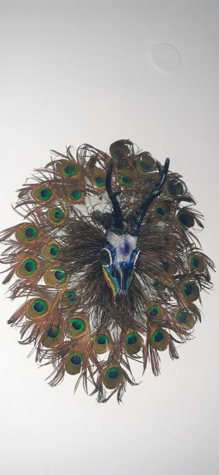 Paunovo perje za nakit