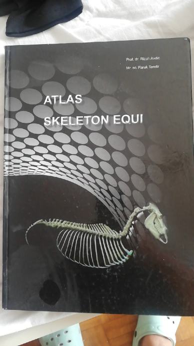 ATLAS SKELETON EQUI