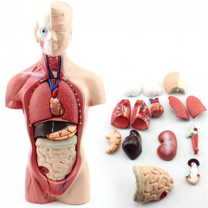 Slika unutarnjih organa
