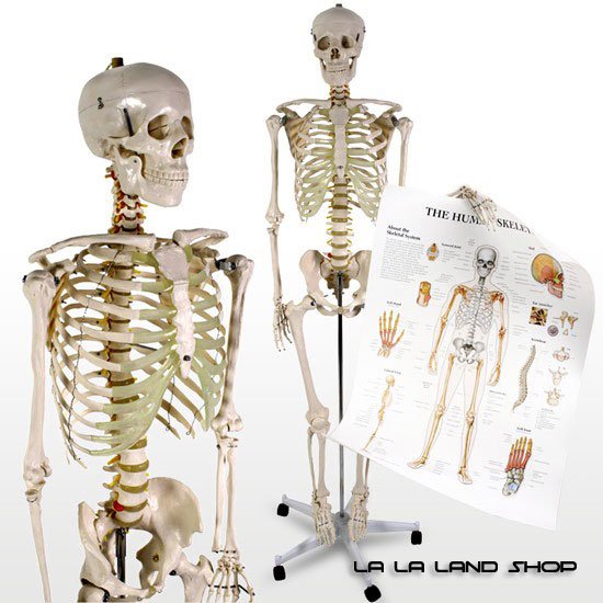 Model ljudskog kostura cijena