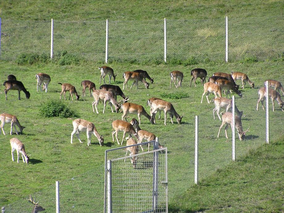 jelen lopatar uzgoj jelen lopatar uzgoj