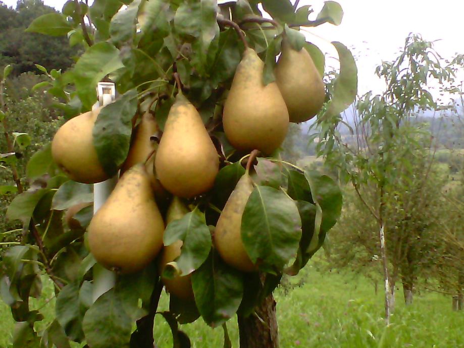 Kuća Glogovec Zagorski, prizemnica, 70 m2 (prodaja)