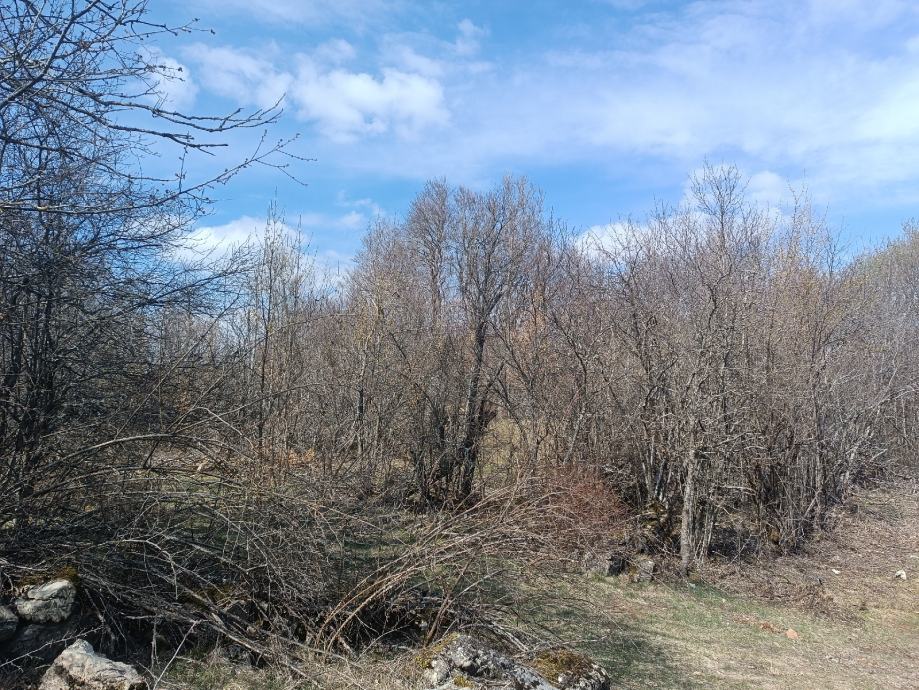 LIČKO CERJE, 4 HEKTARA ZEMLJIŠTA U KOMADU , IDEALNO ZA