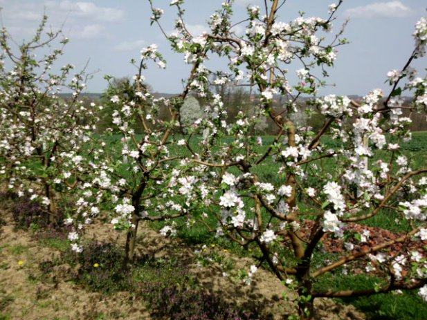 Poljoprivredno zemljišteVOČNJAK+KUČICA Gornji Daruvar, 6474 m2