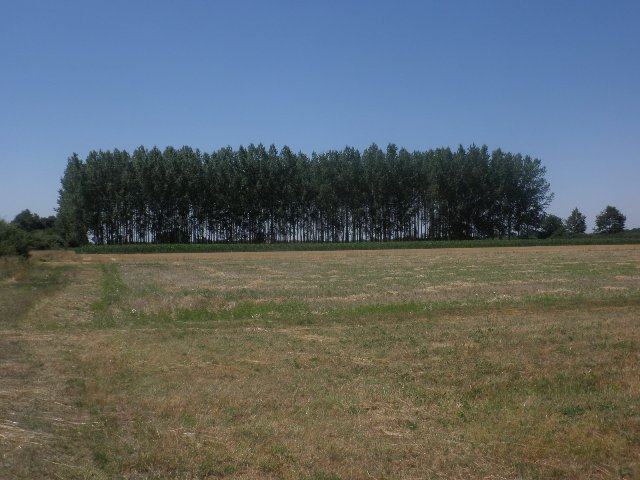 Polj.zemljište i nasad topola cca 440kom : Lacići, 7445 m2