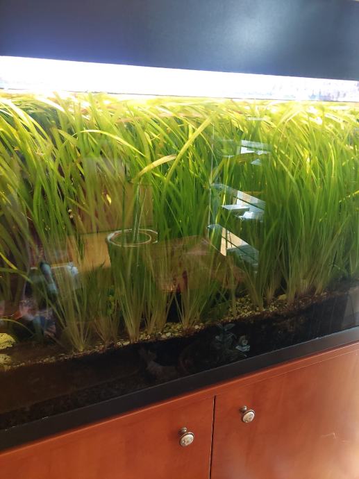 akvarij biljke trava