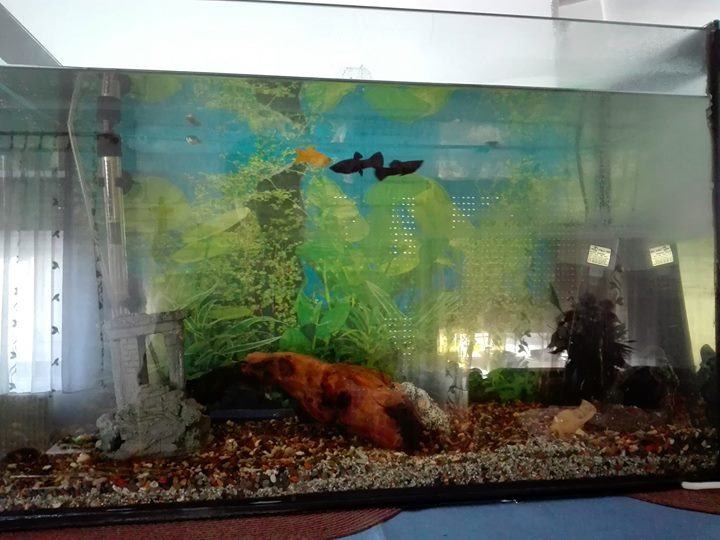Akvarij oko 70 L Mijenjam za ribičku opremu