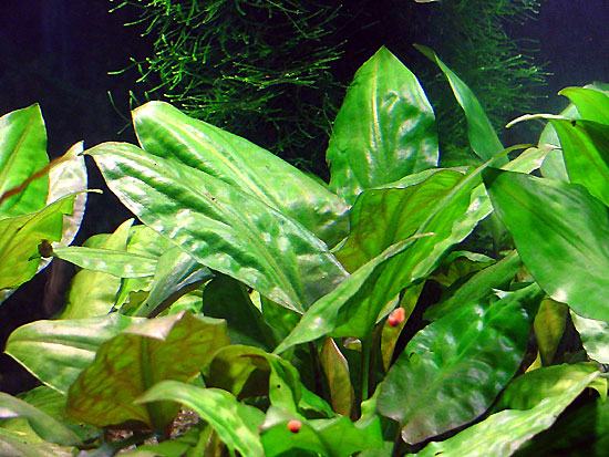 akvarijske biljke