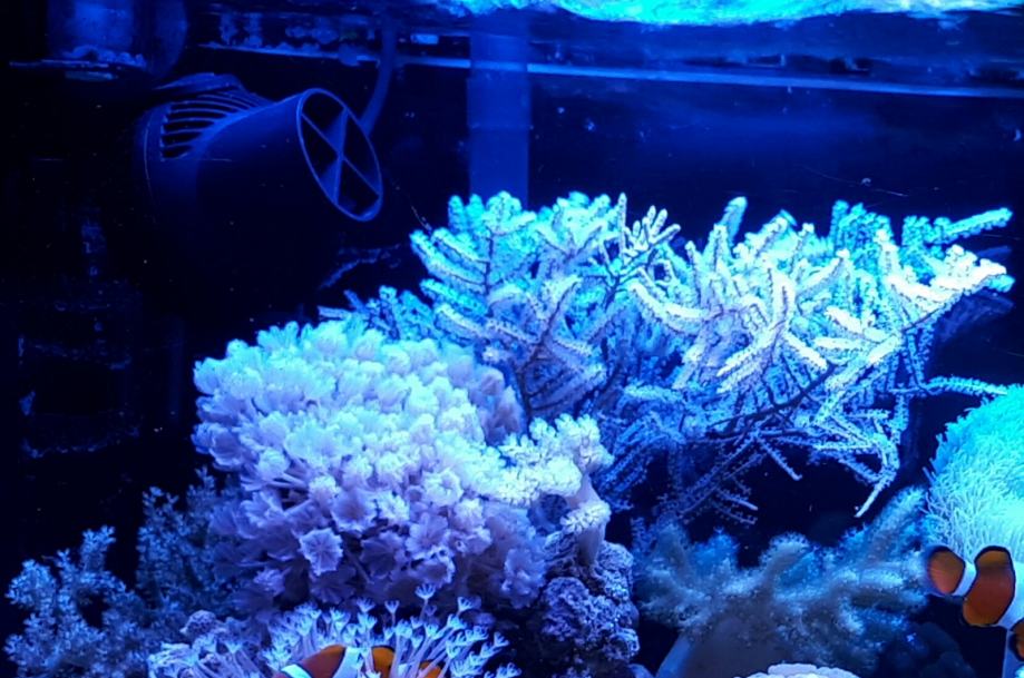 Morski koralji