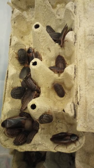 Blaptica dubia žohari