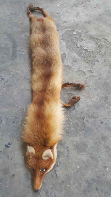Okovratnik lisica krzno