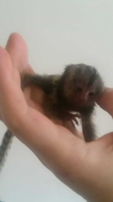 marmozet majmun beba