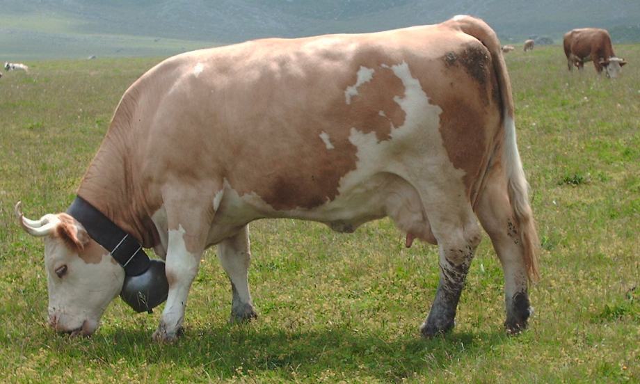 Prodaja visokostelnih krava