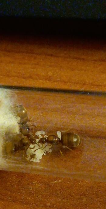 Prodajem mravlje kolonije i mravlje kraljice