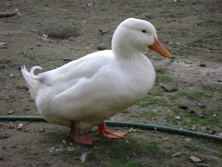 Prodajem patka