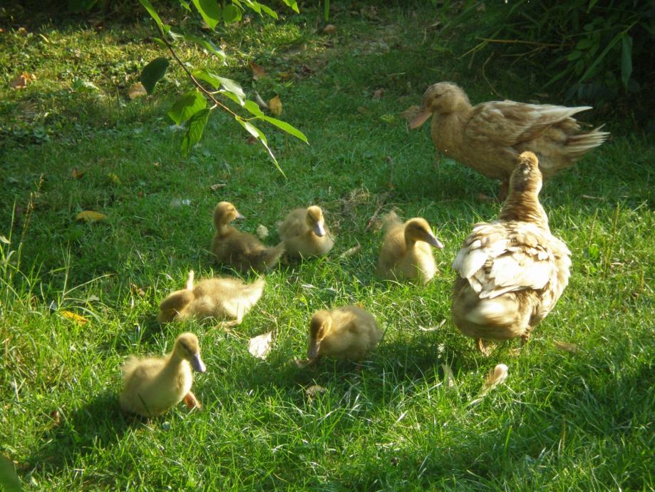 Patcke Švedske žute patke